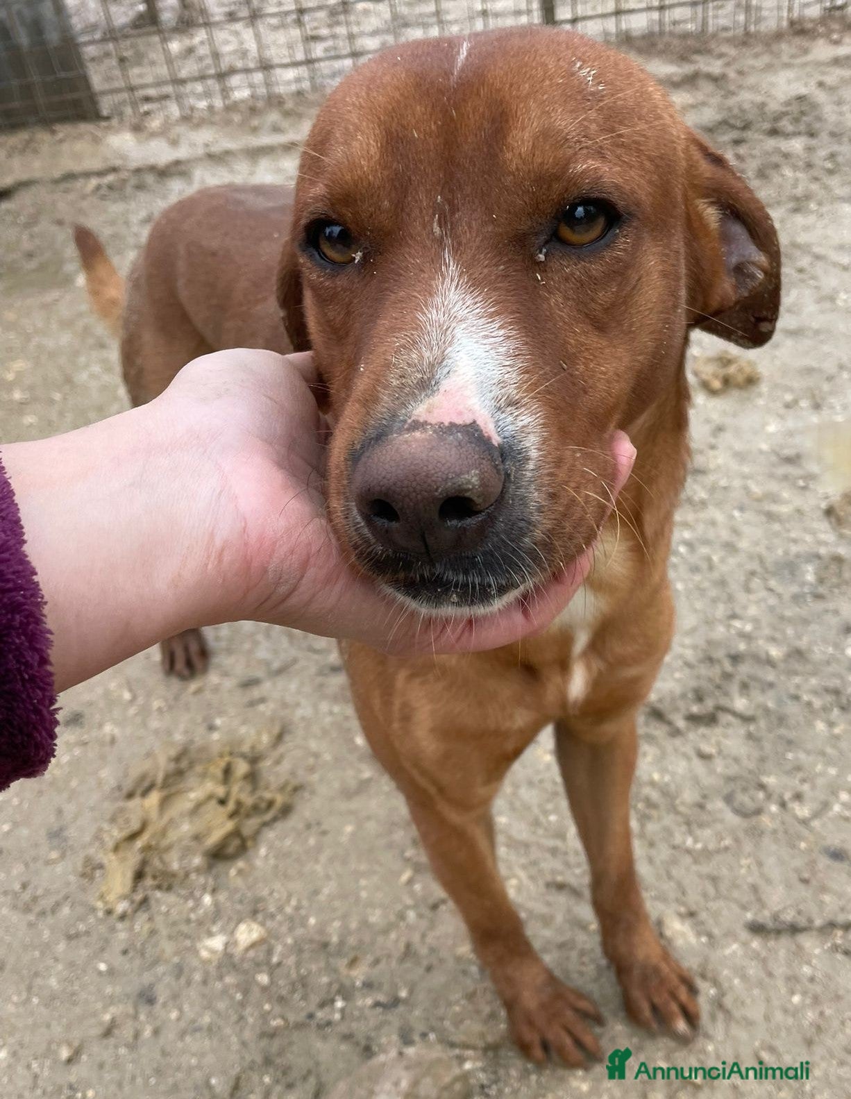 Meticcio cani MI ADOTTI? SONO IL DOLCE CORFU' - Annuncio 36