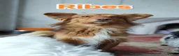Meticcio cani in regalo: Ribes cucciolo cerca famiglia a Provincia autonoma di Trento - Annuncio 3