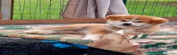 Akita Inu cani in vendita: Cuccioli di Akita da allevamento ENCI - Annuncio 8