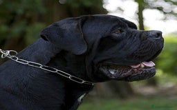 Cane Corso cani in vendita: cuccioli e cuccioloni  di cane corso  a Provincia di Cuneo - Immagine 10