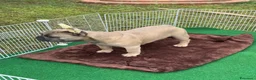 Bulldog Francese cani in vendita: Cucciola bulldog francese  - Annuncio 11
