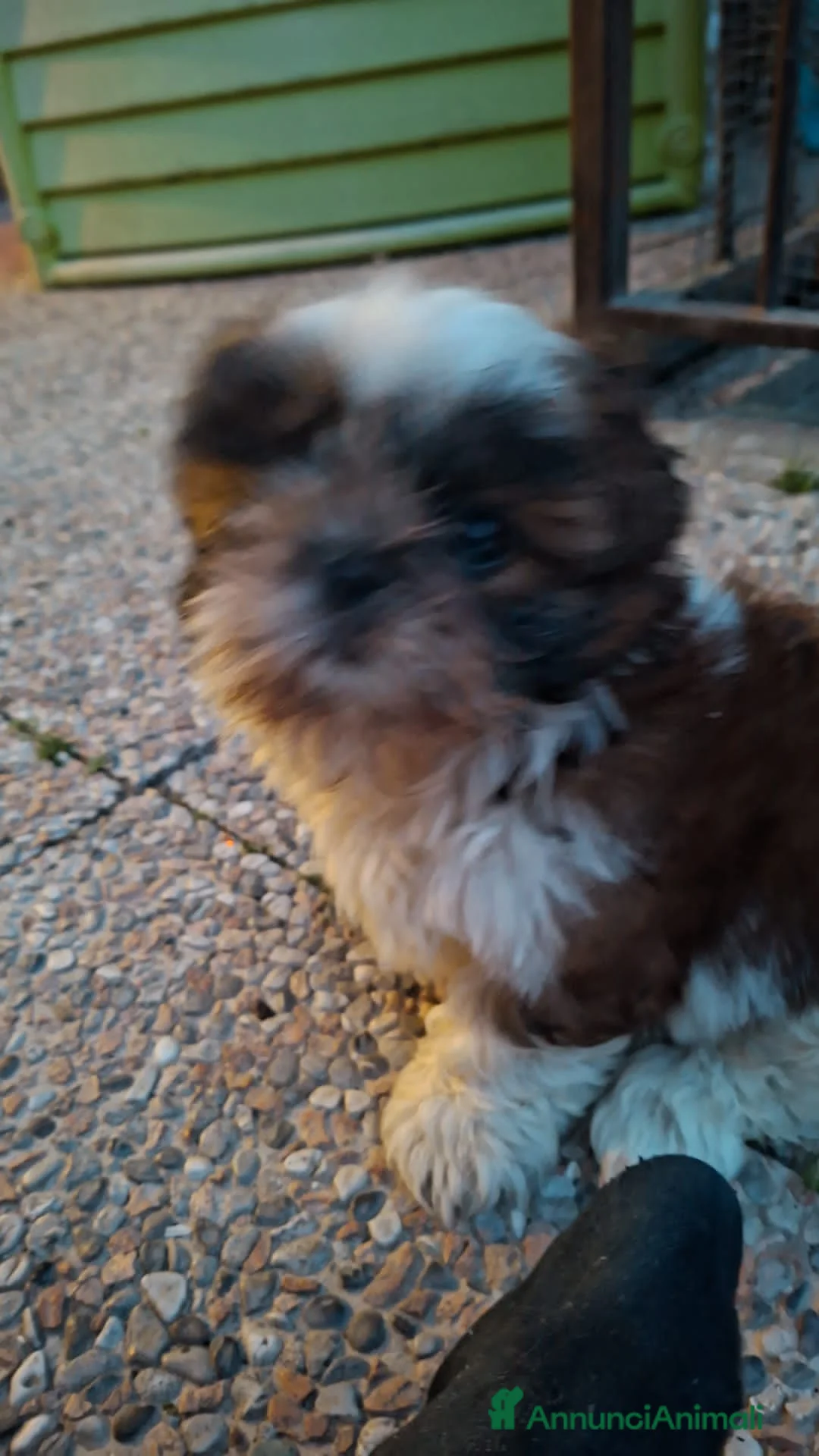 Meticcio cani in vendita: Schitzu femmina con pedigree ENCI  - Annuncio 4