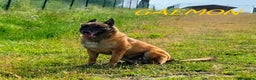 Meticcio cani in regalo: GAEMON pastore Malinois bello come il sole! - Annuncio 5