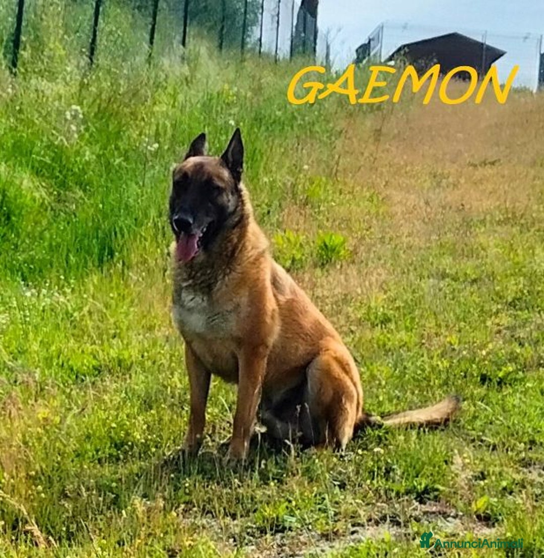 Meticcio cani in regalo: GAEMON pastore Malinois bello come il sole! - Annuncio 5