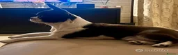 Chihuahua cani per accoppiamento: monta accoppiamento - Annuncio 5