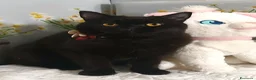 British gatti in vendita: British Shorthair Lori - Annuncio 2