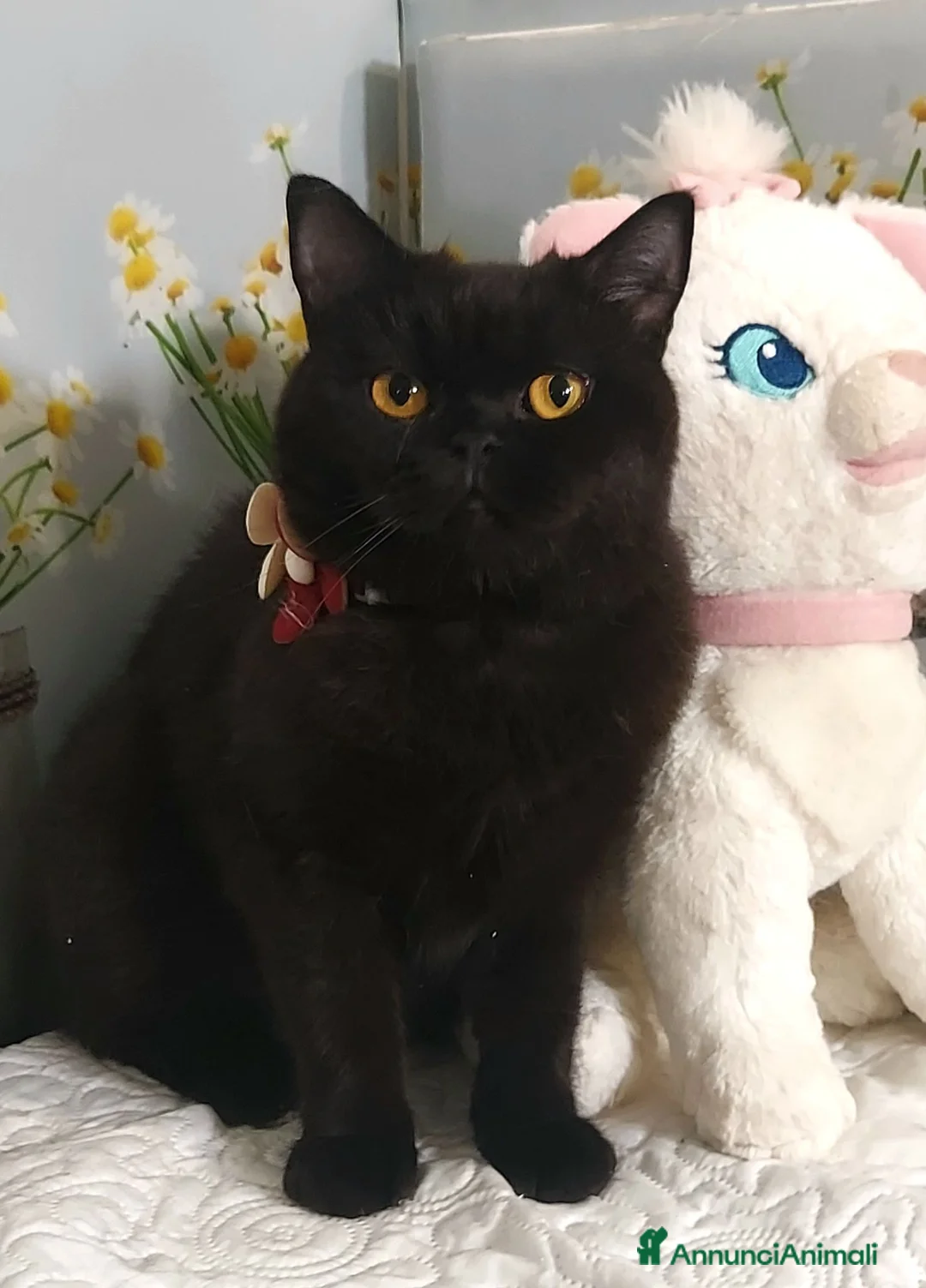 British gatti in vendita: British Shorthair Lori - Annuncio 2