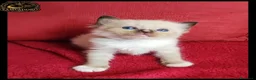Ragdoll gatti in vendita: Ragdoll cuccioli con pedegree  a Provincia di Cremona - Annuncio 8
