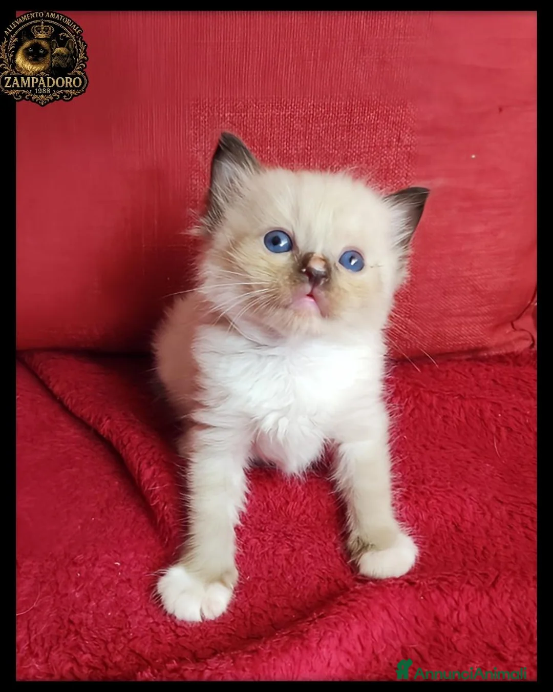 Ragdoll gatti in vendita: Ragdoll cuccioli con pedegree  a Provincia di Cremona - Annuncio 8