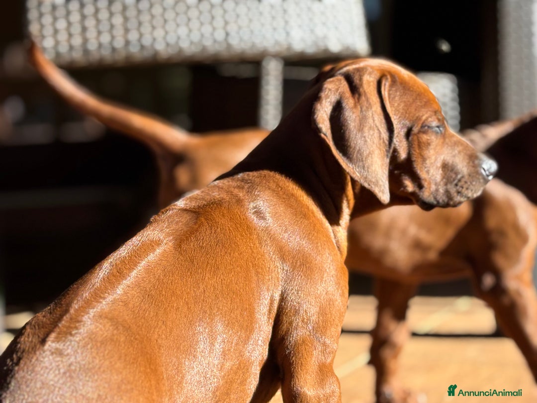 Rhodesian Ridgeback cani in vendita: Rhodesian Ridgeback  - Annuncio 2