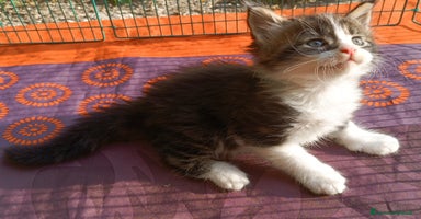 Maine Coon gatti a Provincia di Forlì-Cesena - Annuncio 2