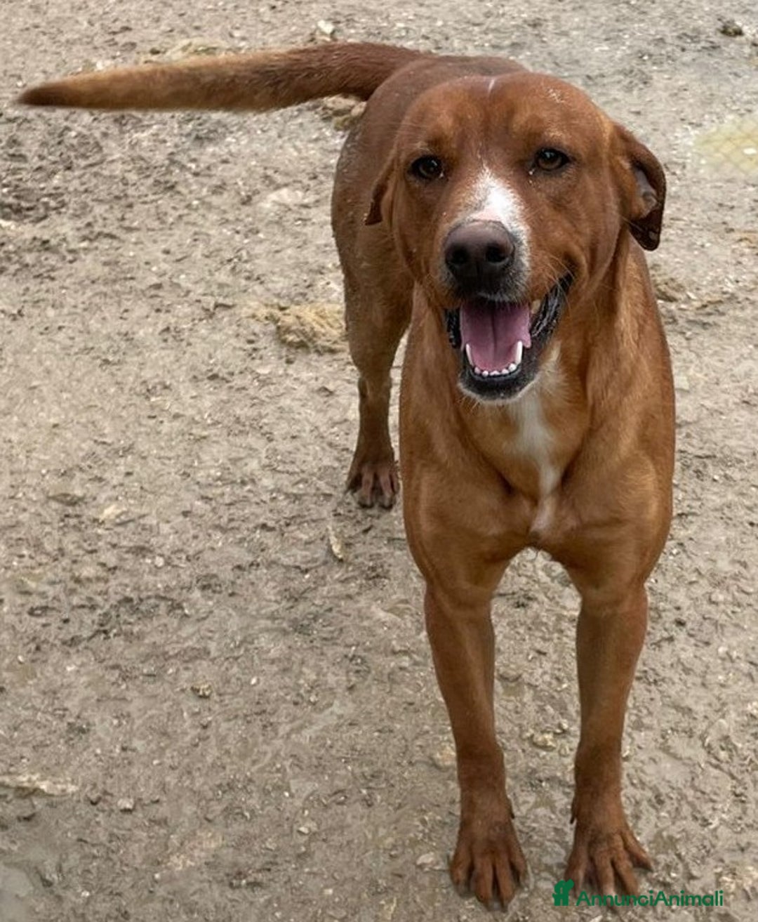 Meticcio cani in regalo: MI VUOI? SONO CORFU' - Annuncio 3