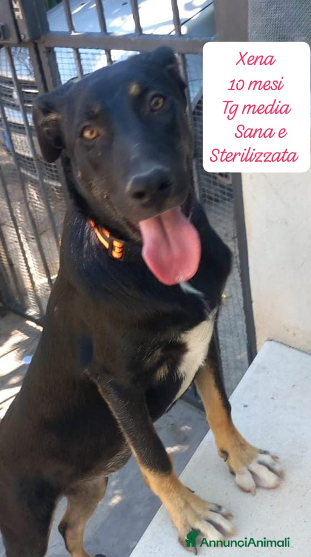 Meticcio cani in regalo: Tanti bellissimi cuccioli da adottare  - Annuncio 11