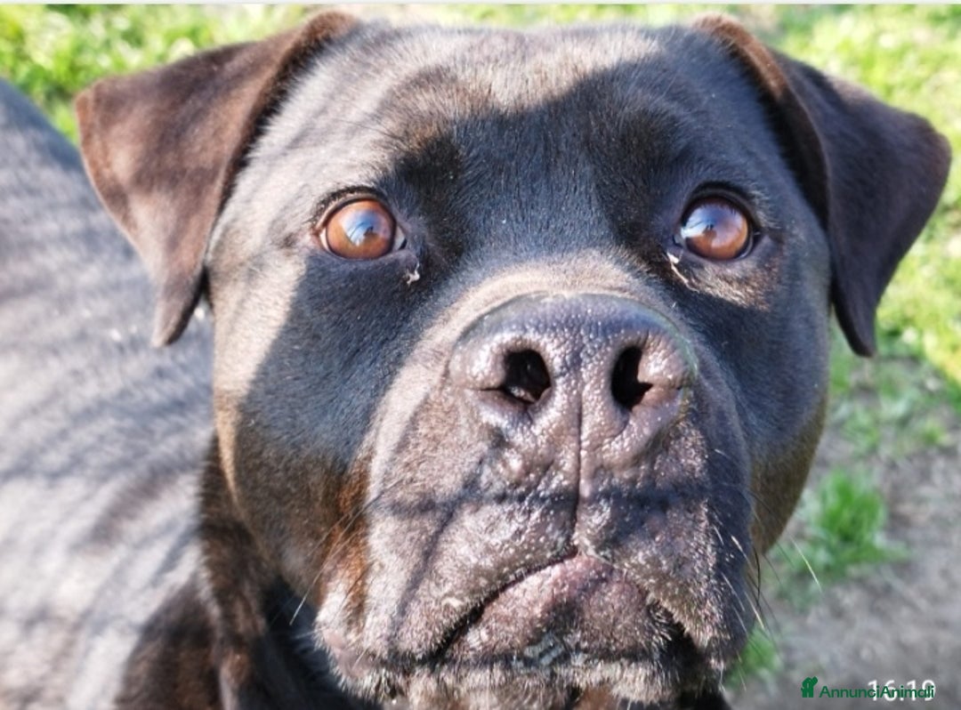 Meticcio cani in regalo: Molossino 2anni e 1/2 nero splendido PROV.PAVIA a Città metropolitana di Milano - Annuncio 5