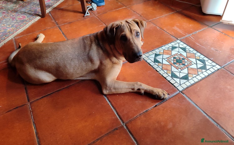Shar Pei cani a Libero consorzio comunale di Caltanissetta - Annuncio 2
