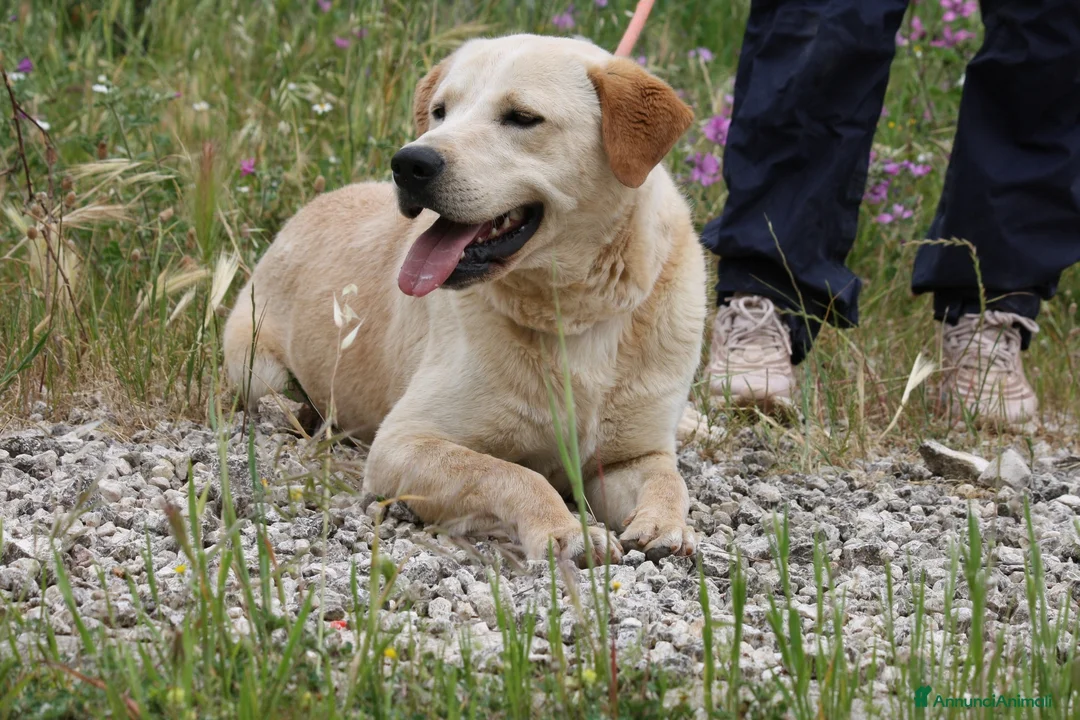 Meticcio cani in regalo: Goran 1 anno cucciolotto equilibrato  - Annuncio 3