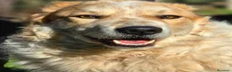 Meticcio cani in regalo: QUINCY HA BISOGNO DI UNA SVOLTA ALLA SUA VITA - Annuncio 1