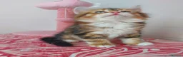 Siberiano gatti in vendita: Cucciolo Siberiano Certificato  - Annuncio 9