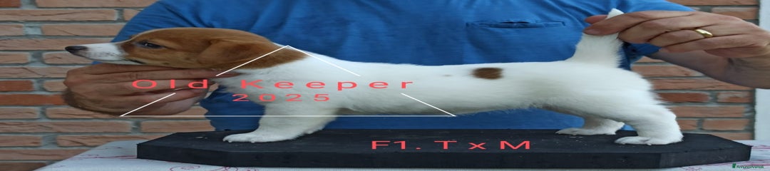 Jack Russell Cucciolo 3