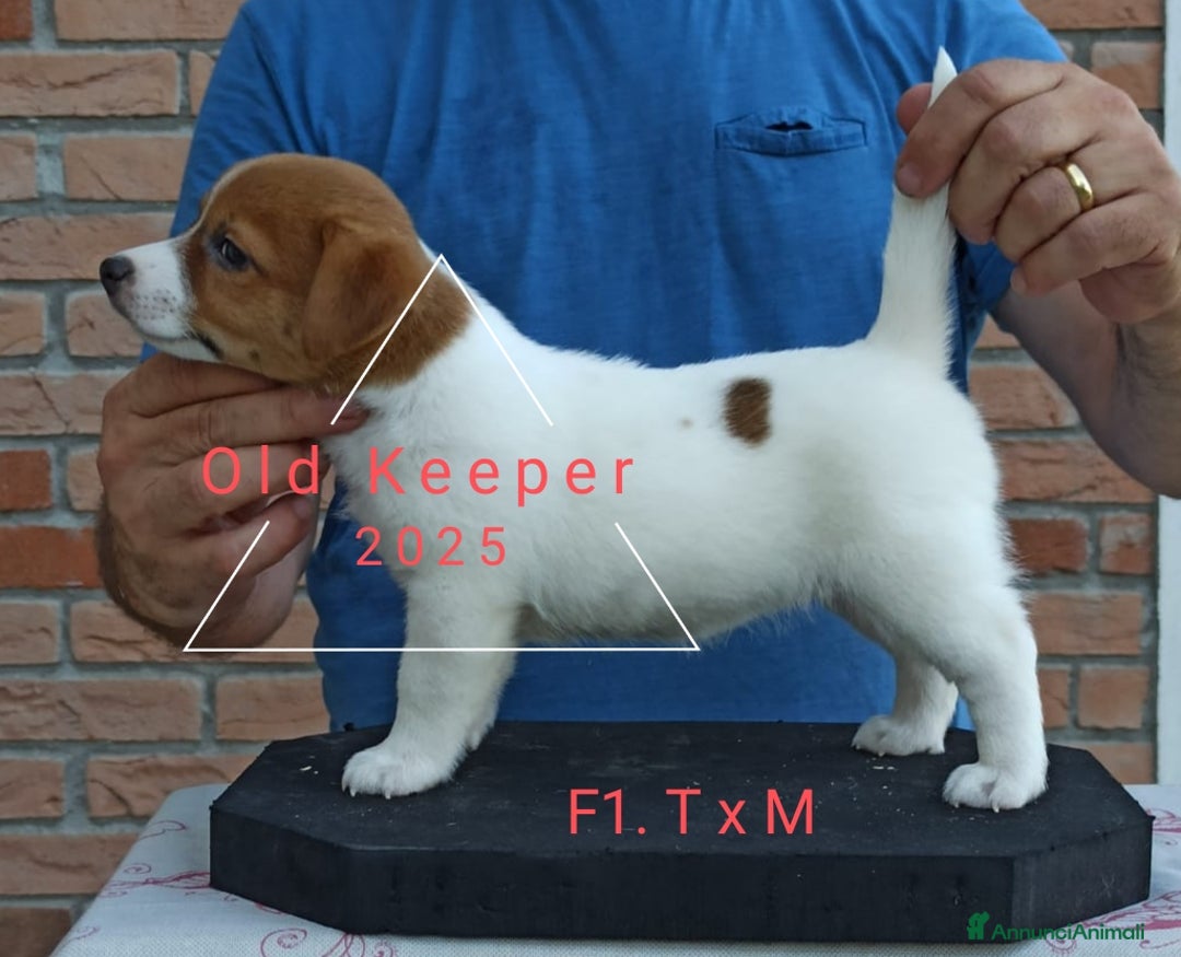Jack Russell cani in vendita: Cuccioli Jack Russell Terrier con Pedigree a Provincia di Alessandria - Immagine 14