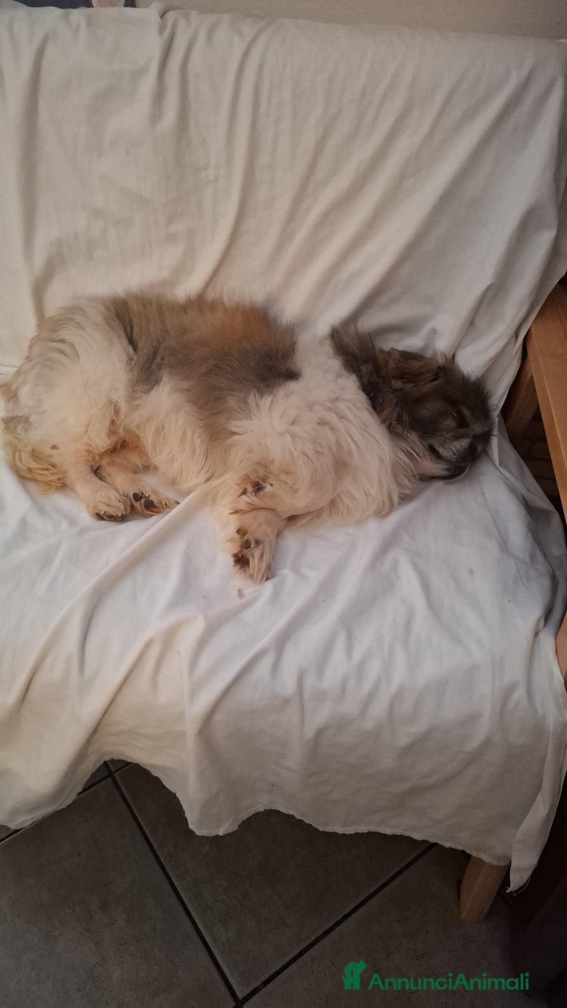 Altre razze cani Regalo - Annuncio 2