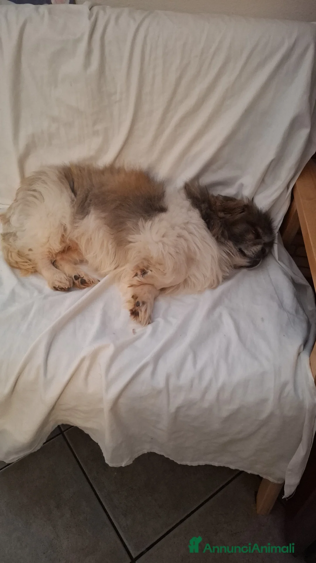 Altre razze cani in regalo: Regalo a Provincia di Novara - Annuncio 1