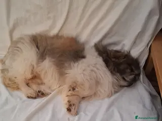 Altre razze cani Regalo - Annuncio 2