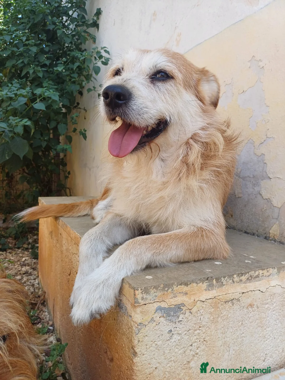 Meticcio cani in regalo: GENNARO - 5 anni – Taglia media - Annuncio 3