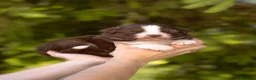 Australian Shepherd cani in vendita: Cuccioli pastore australiano con pedigree - Annuncio 12