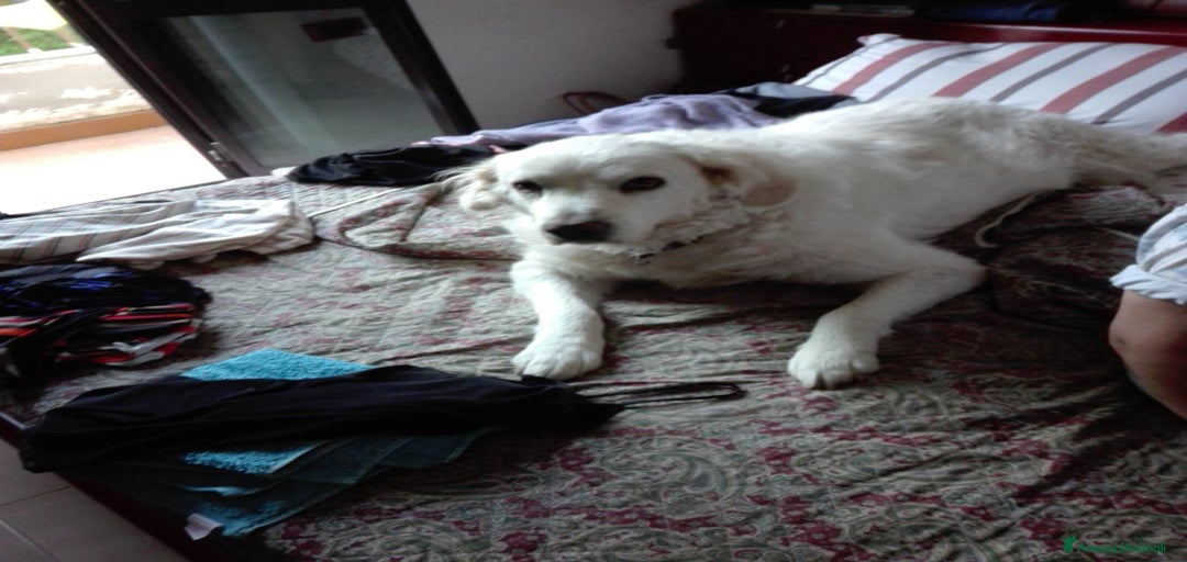 Immagine della galleria {{count}}