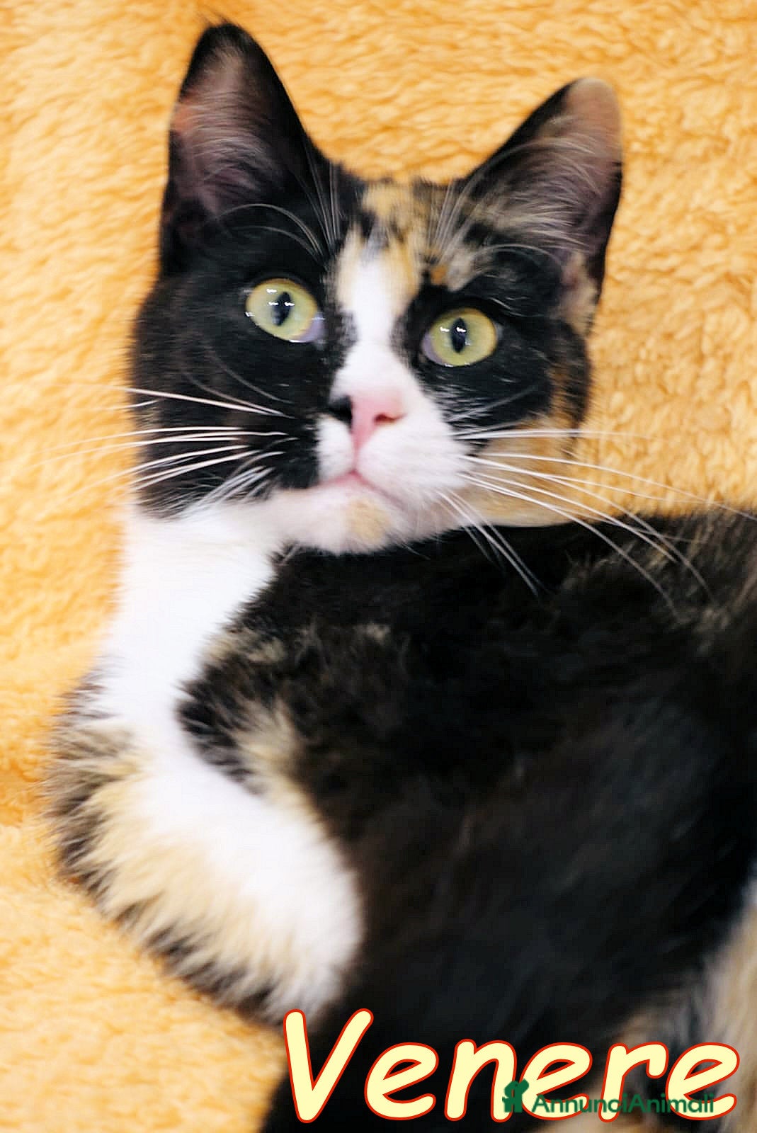 Europeo gatti VENERE LA GATTINA PIU’ BUONA DEL MONDO - Annuncio 1