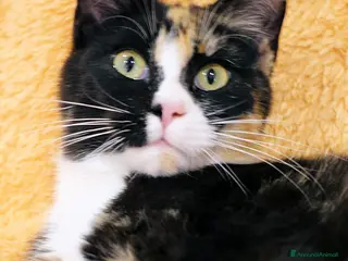 Europeo gatti VENERE LA GATTINA PIU’ BUONA DEL MONDO - Annuncio 1