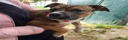 Meticcio cani in regalo: CIOCCOLATO SIMPATICO PIT - Annuncio 1