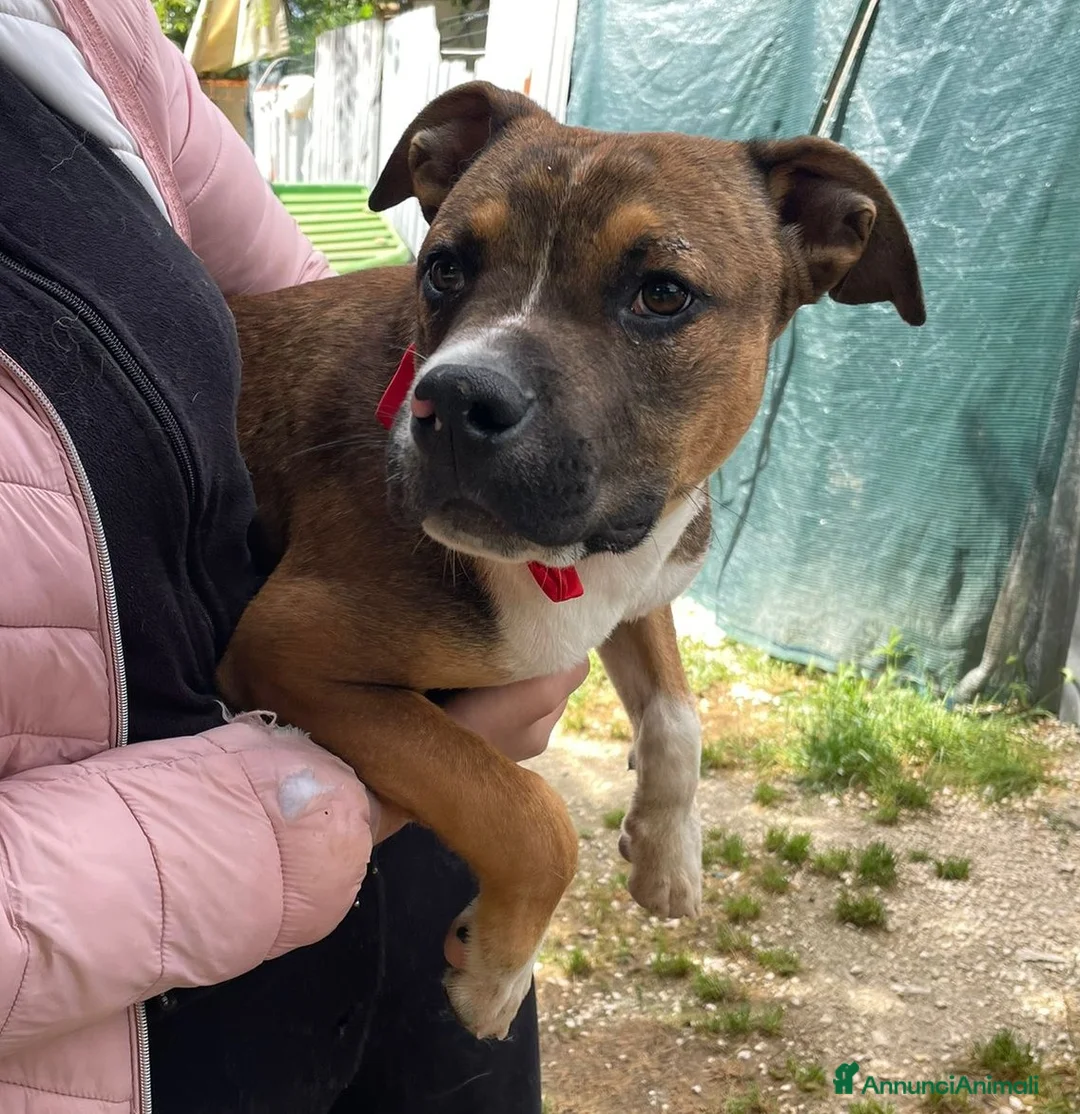 Meticcio cani in regalo: CIOCCOLATO SIMPATICO PIT - Annuncio 1