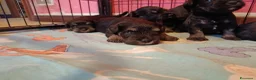 Mini Schnauzer cani in vendita: Cuccioli di Schnauzer nano Nero Argento  - Annuncio 8