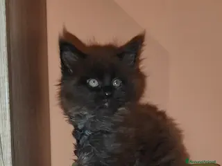 Maine Coon gatti Cucciolo di Maine coon - Annuncio 1