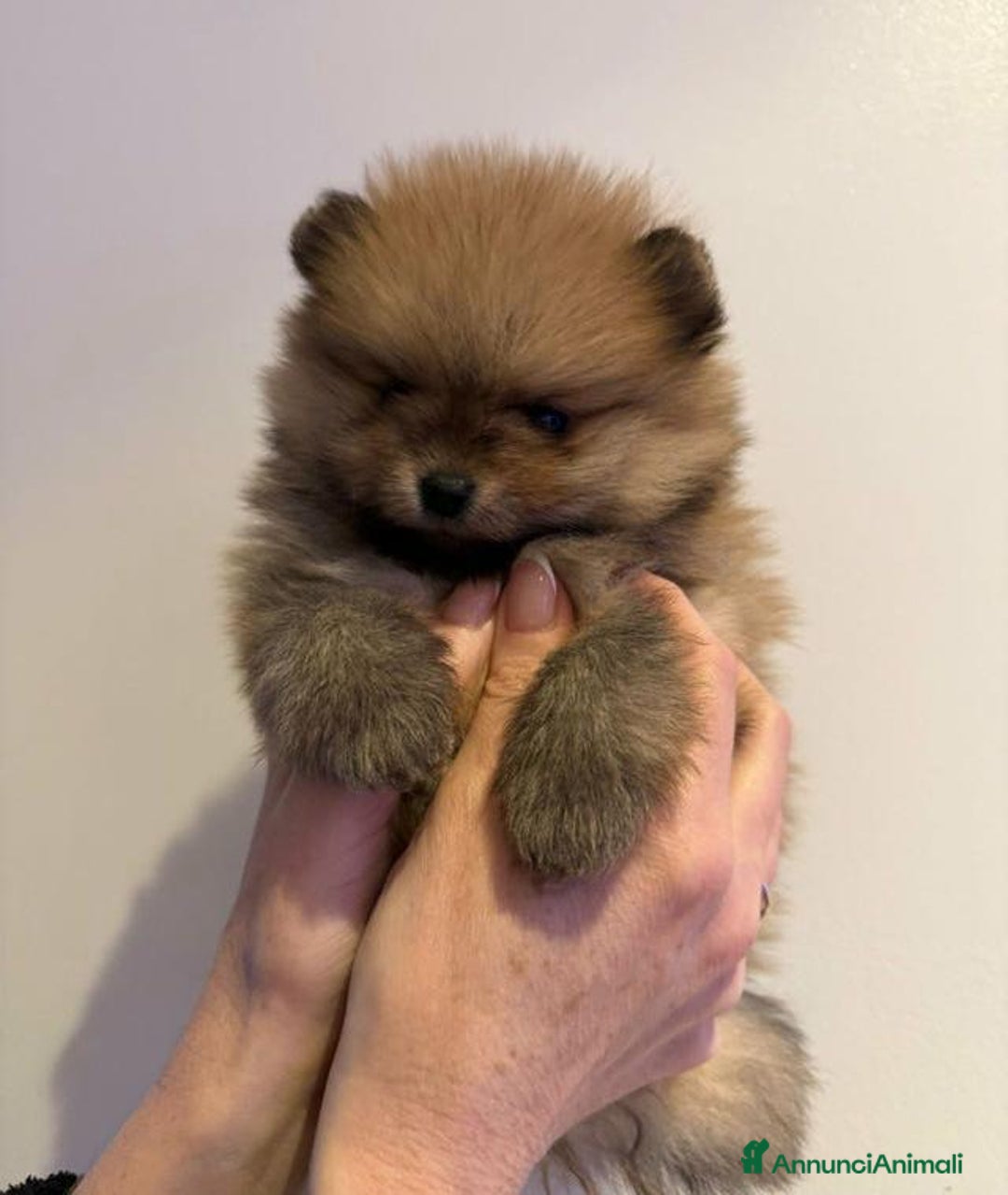 Volpino Pomerania cani in vendita: Bellissimi cuccioli di Pomerania di razza pura  - Annuncio 6