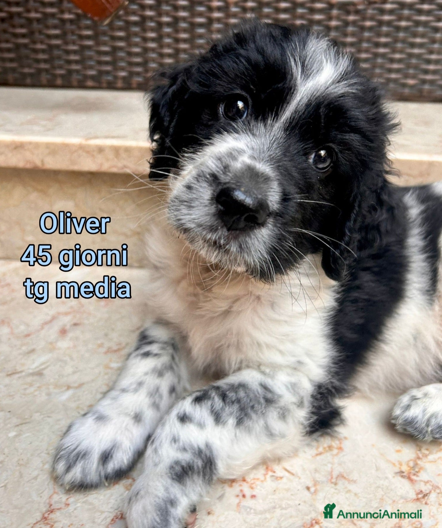 Meticcio cani CUCCIOLI, URGENTE! TEMPO SCADUTO  - Annuncio 11