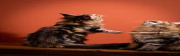 Maine Coon gatti in vendita: Gattina splendita dall'allevamento Mainemarie - Annuncio 5