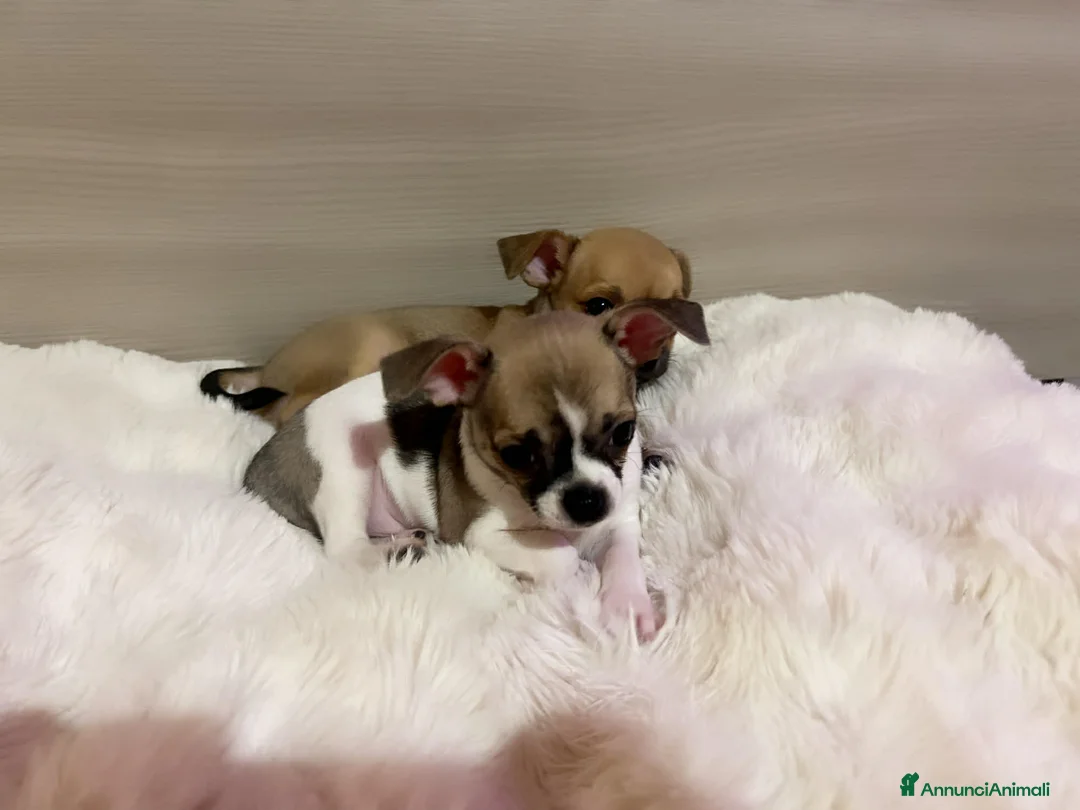 Chihuahua cani in vendita: Mini chihuahua  - Annuncio 6