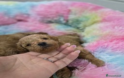 Barboncino cani in vendita: Barboncini  toy red e albicocca a Provincia di Foggia - Immagine 2