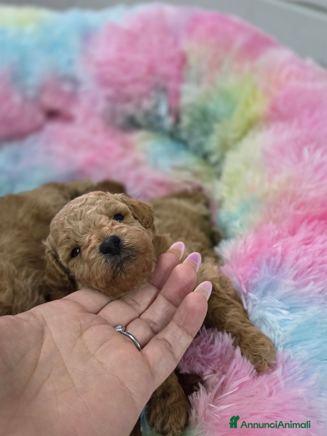 Barboncino cani in vendita: Barboncini  toy red e albicocca a Provincia di Foggia - Immagine 2