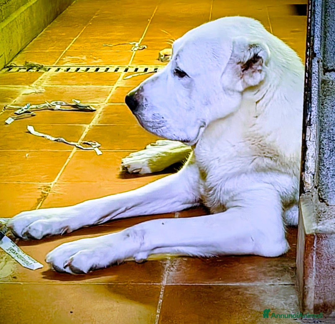 Pastore Asia Centrale cani in vendita: Cuccioli di pastore dell'Asia centrale Alabai - Annuncio 2