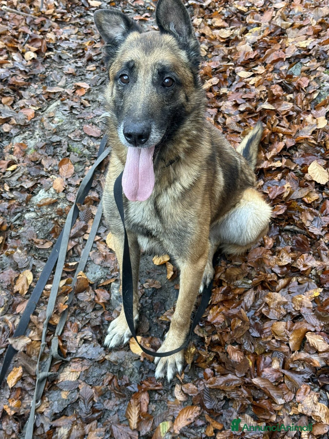 Pastore Belga cani in regalo: NARA & AIRON: PASTORI BELGA MALINOIS dolcissimi! - Annuncio 5