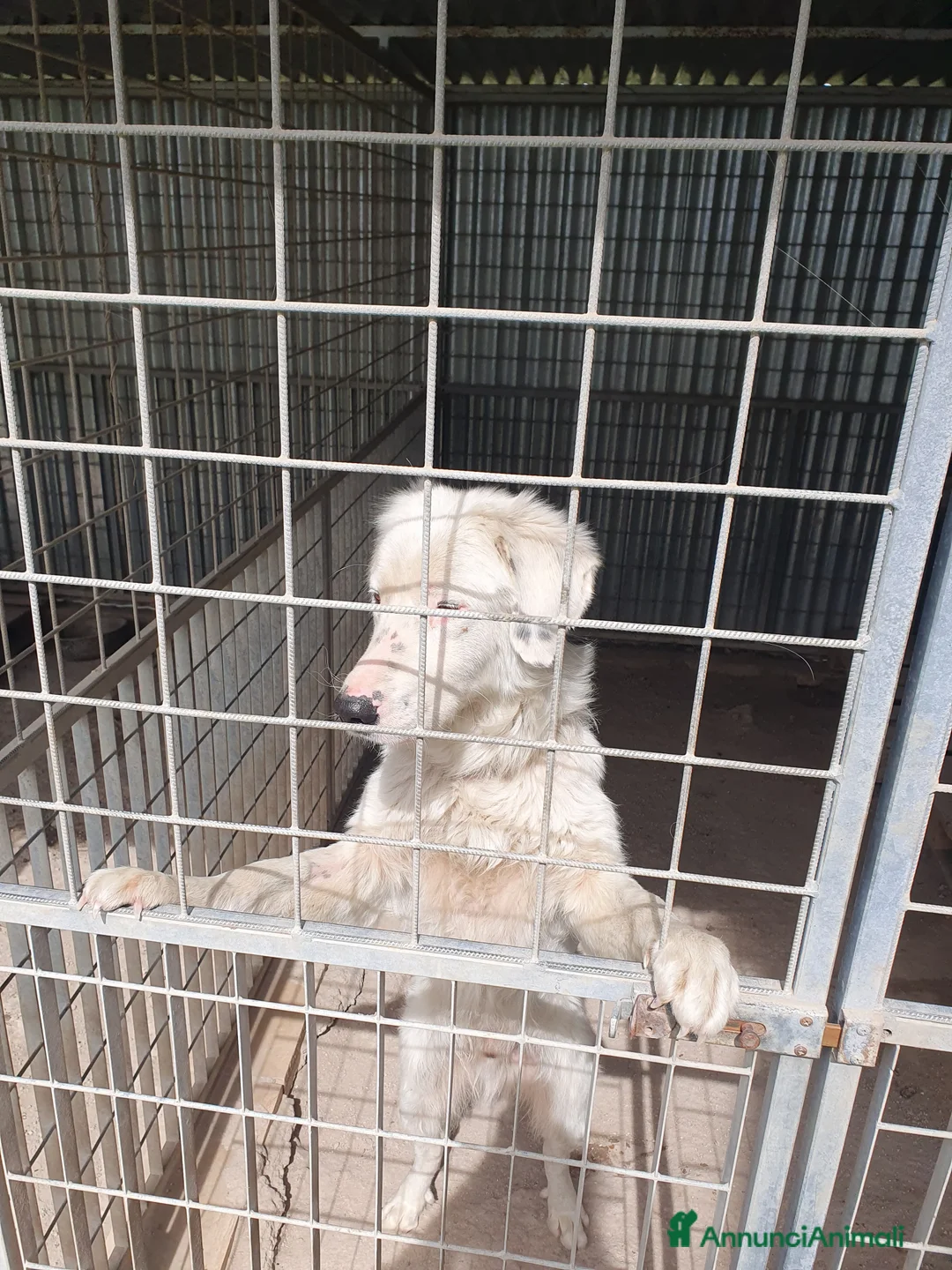 Meticcio cani in regalo: NEVE MIX GOLDEN RETRIEVER ALBINO a Provincia di Avellino - Annuncio 18