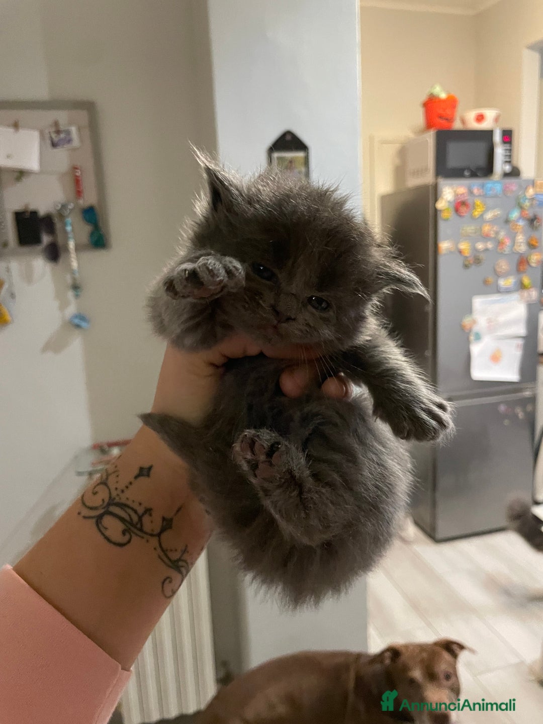 Maine Coon gatti in vendita: Mainecoon - Annuncio 5