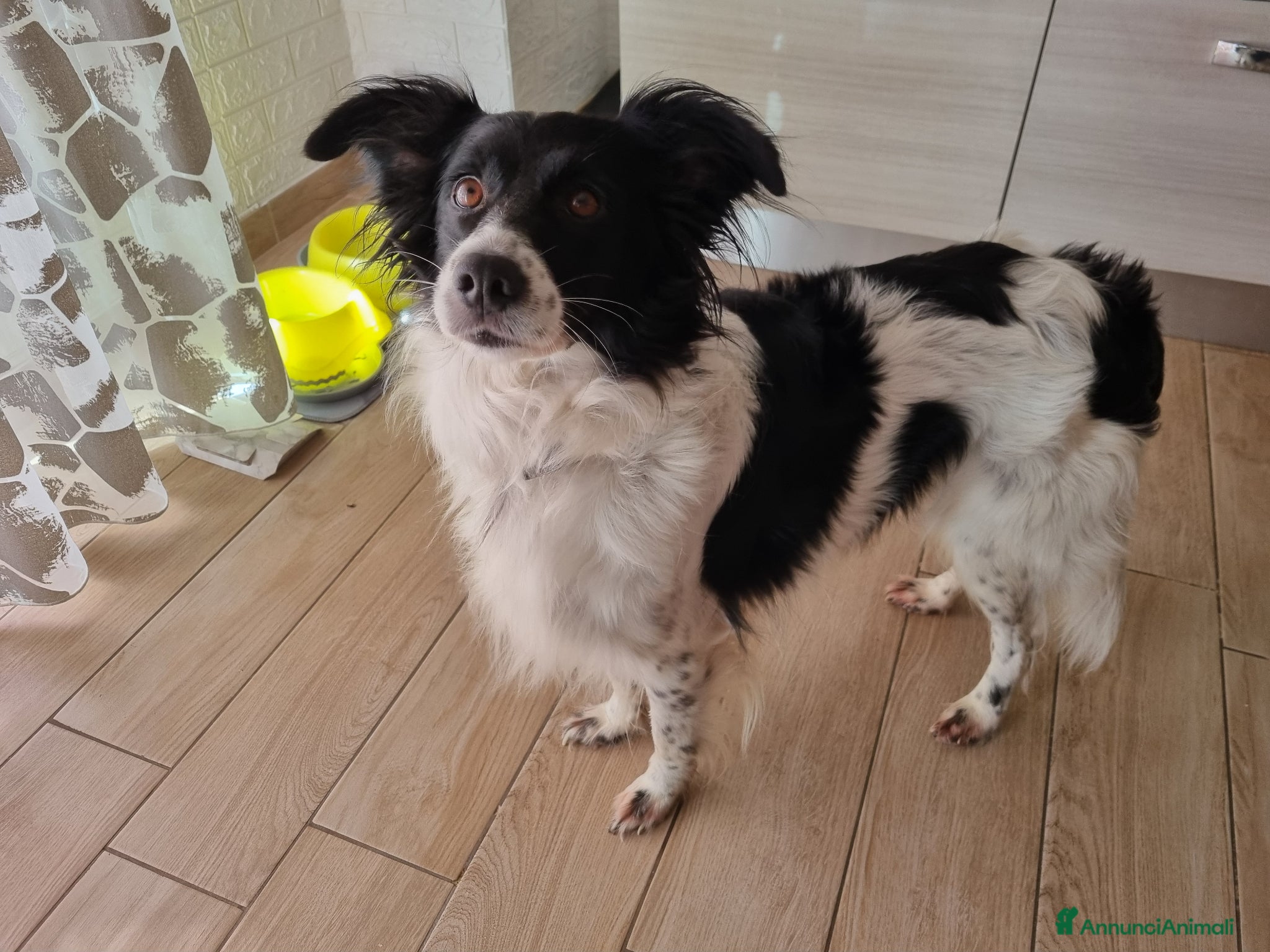 Meticcio cani in regalo: Offro cane di 7 anni in adozione  - Annuncio 1