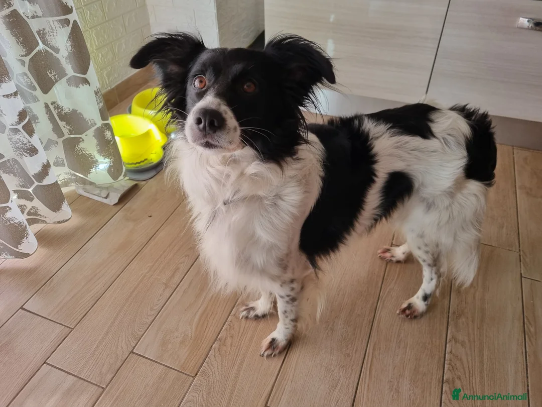 Meticcio cani in regalo: Offro cane di 7 anni in adozione  a Provincia del Verbano-Cusio-Ossola - Annuncio 1