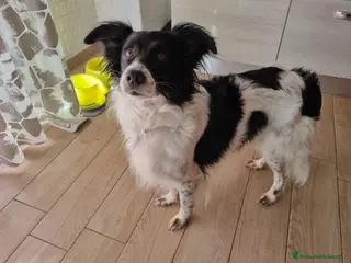 Meticcio cani Offro cane di 7 anni in adozione - Annuncio 7