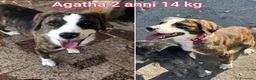 Meticcio cani in regalo: CANI TAGLIA PICCOLA E CONTENUTA  a Provincia di Pistoia - Annuncio 5